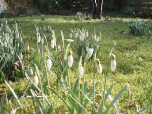 snowdrops
