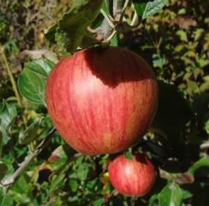 apples 2
